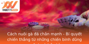 Cach Nuoi Ga A Chan Manh Bi Quyet Chien Thang Tu Nhung Chien Binh Dung Manh Va Ben Bi